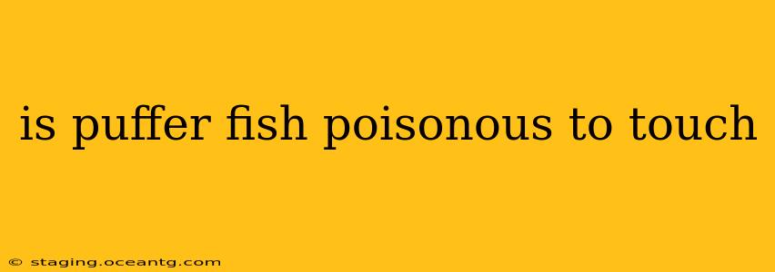 is puffer fish poisonous to touch
