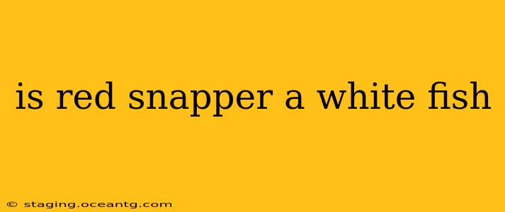 is red snapper a white fish