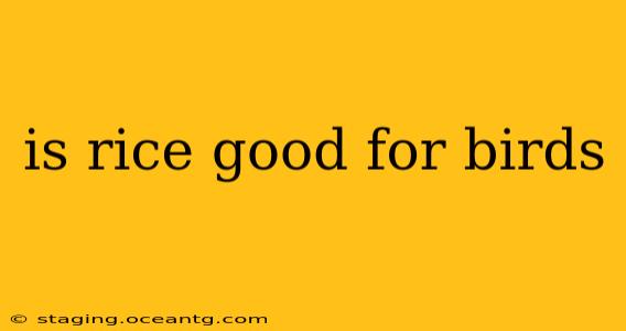 is rice good for birds