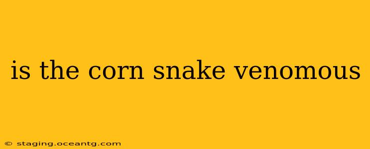 is the corn snake venomous