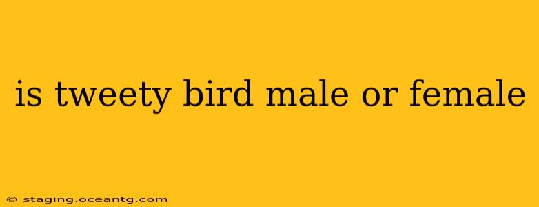 is tweety bird male or female