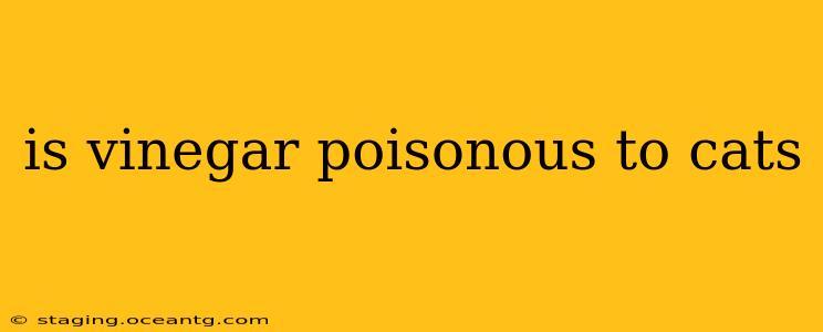 is vinegar poisonous to cats