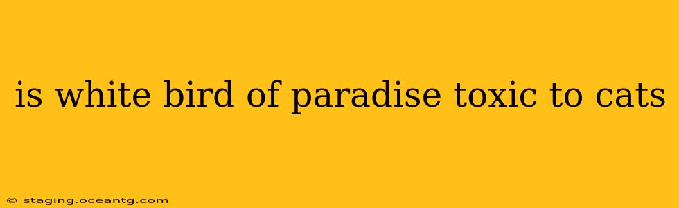 is white bird of paradise toxic to cats