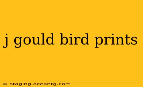 j gould bird prints