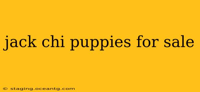 jack chi puppies for sale