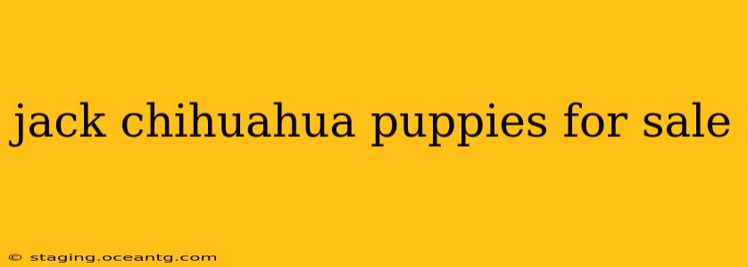 jack chihuahua puppies for sale