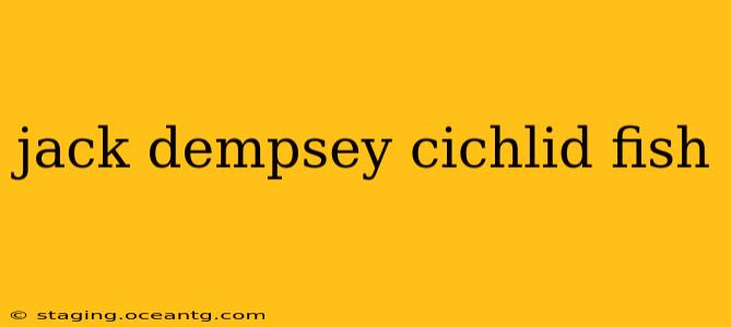 jack dempsey cichlid fish