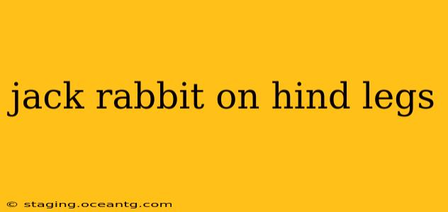 jack rabbit on hind legs