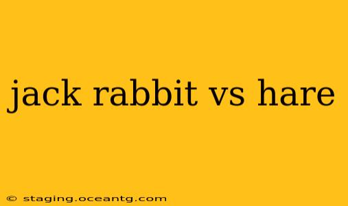 jack rabbit vs hare
