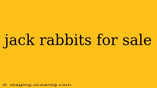 jack rabbits for sale