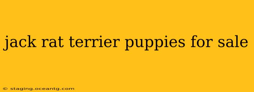 jack rat terrier puppies for sale