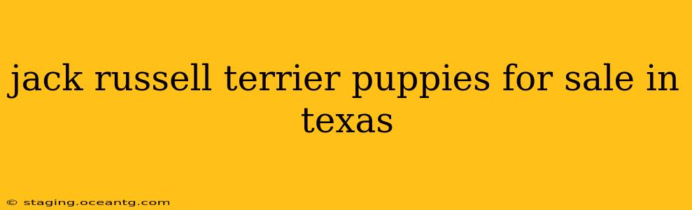 jack russell terrier puppies for sale in texas