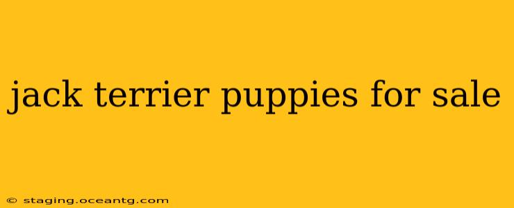 jack terrier puppies for sale