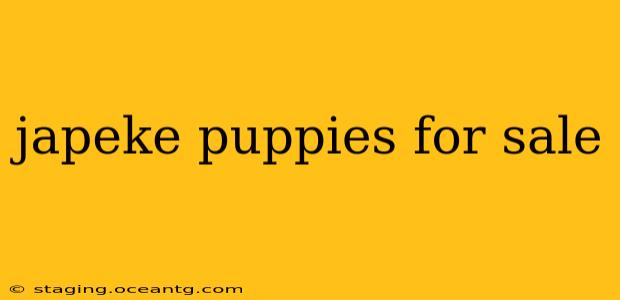 japeke puppies for sale