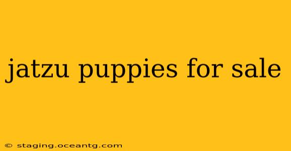 jatzu puppies for sale
