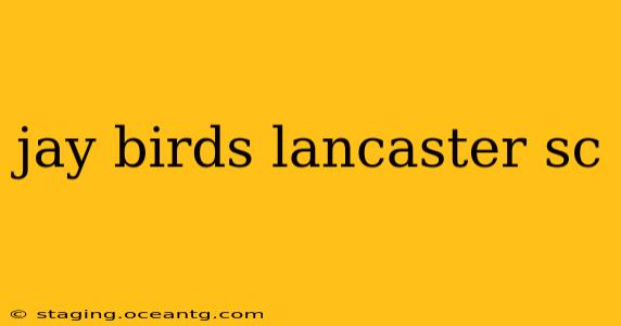 jay birds lancaster sc