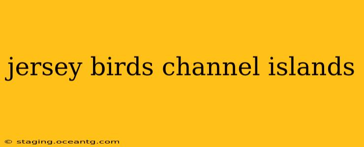 jersey birds channel islands