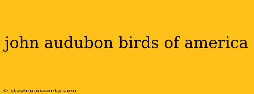 john audubon birds of america