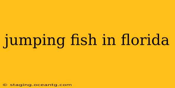 jumping fish in florida