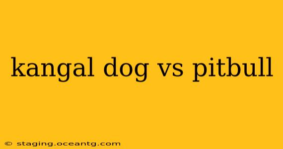 kangal dog vs pitbull