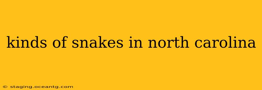 kinds of snakes in north carolina