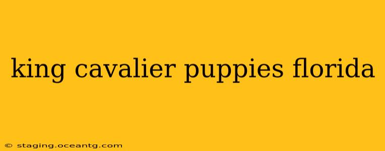 king cavalier puppies florida