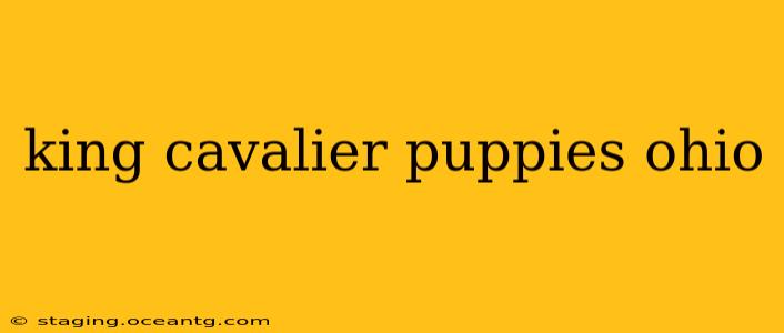 king cavalier puppies ohio