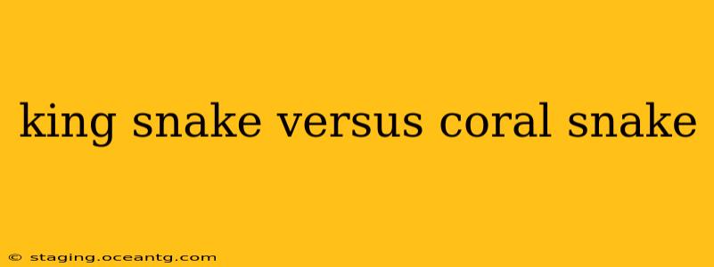 king snake versus coral snake