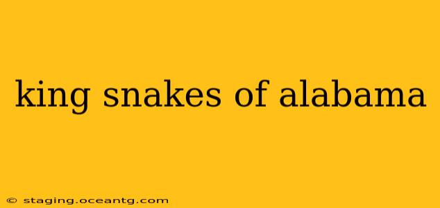 king snakes of alabama