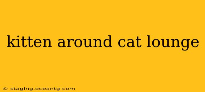 kitten around cat lounge