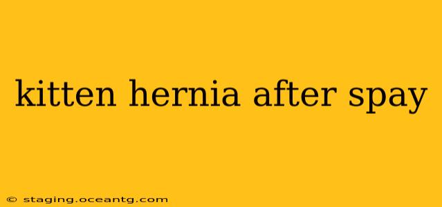 kitten hernia after spay