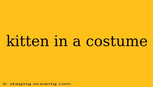 kitten in a costume