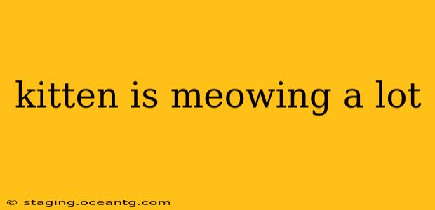 kitten is meowing a lot