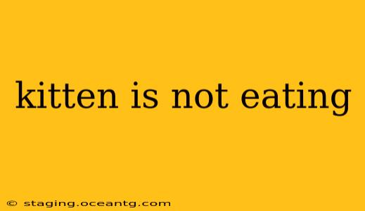 kitten is not eating