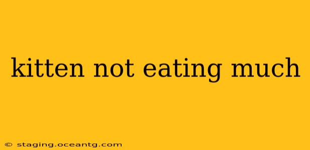 kitten not eating much