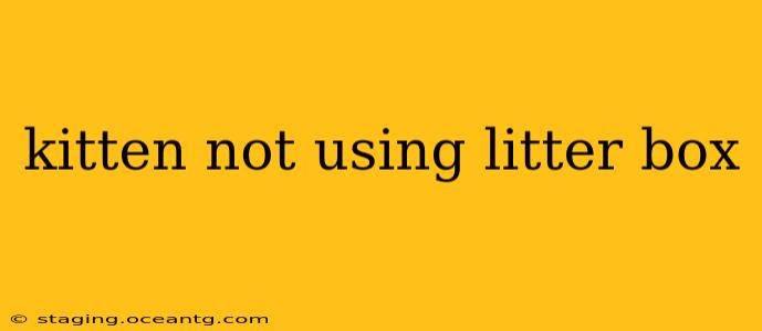 kitten not using litter box