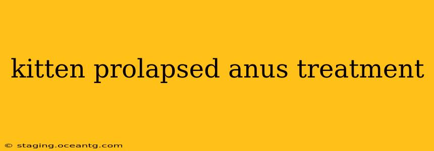 kitten prolapsed anus treatment