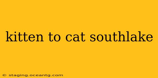 kitten to cat southlake