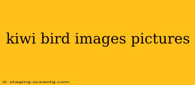 kiwi bird images pictures