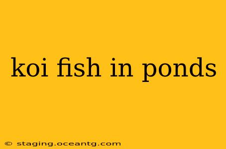 koi fish in ponds