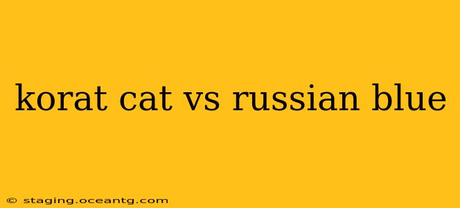 korat cat vs russian blue
