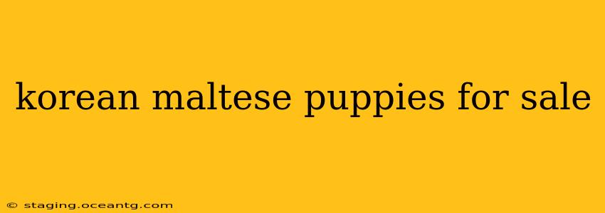 korean maltese puppies for sale