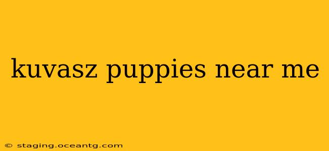 kuvasz puppies near me