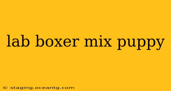 lab boxer mix puppy