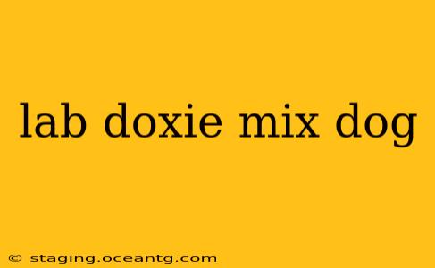 lab doxie mix dog