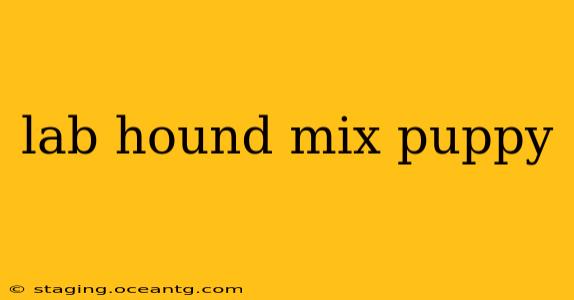 lab hound mix puppy