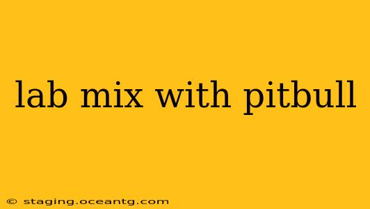 lab mix with pitbull
