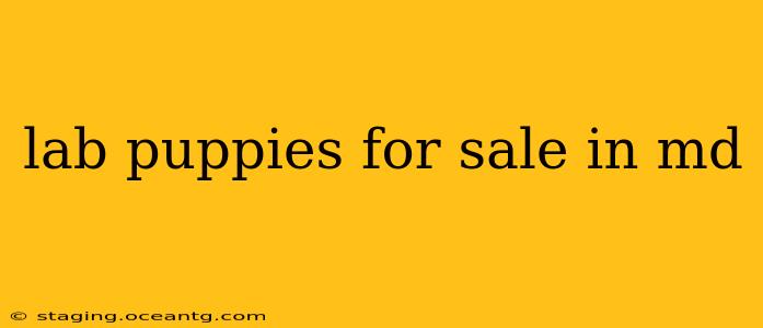 lab puppies for sale in md