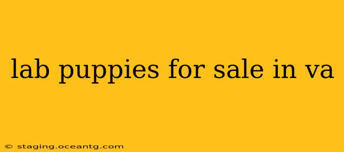 lab puppies for sale in va