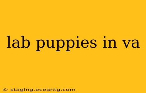 lab puppies in va